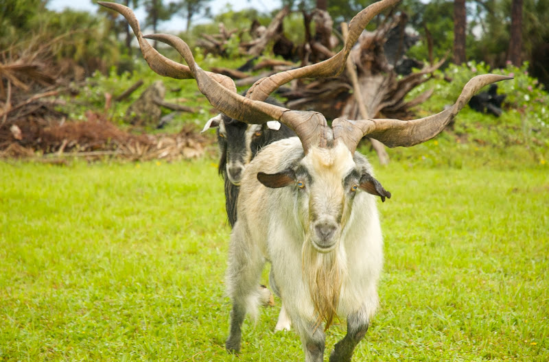 GOODNESS!GRACIOUS ACRES The Spanish Goat